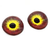 High Domed Dolle Pigeon Glass Eyes