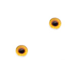 6mm Golden Dog Glass Eyes