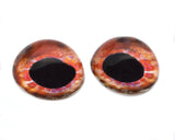 High Domed Scorpion Glass Fish Eyes