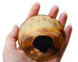 Tan Strapweed Filefish Glass Eyes