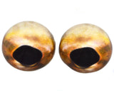 High Domed Tan Strapweed Filefish Glass Eyes
