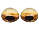 High Domed Tan Strapweed Filefish Glass Eyes