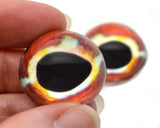 High Domed Striped Triplefin Red Fish Glass Eyes