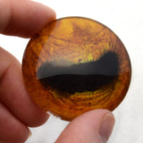 Golden Yellow Horse eyes