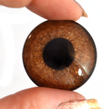 Griffon Brown Bird Glass Eyes