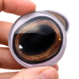 Medium Brown Taxidermy Deer Glass Eyes with White Bands