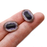 pale albino oval horse or goat