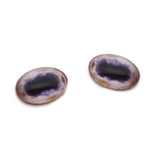 pale albino horse or goat