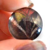 20mm Animated Butterfly Glass Eyes