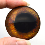Corn Snake Reptile Glass Eyes