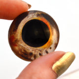 Goldfish eyes