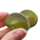 High Domed Green Compound Insect Dragonfly Glass Eyes