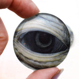 Lidded Green Sea Turtle Glass Eyes
