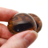 High Domed Brown Moose Glass Eyes