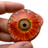 Red Orange Sunflower Glass Eyes