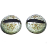 High Domed Javan Frog Reptile Glass Eyes