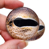 Asian Whip Snake or Dragon Glass Eyes