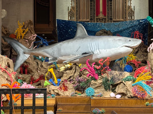 Spectacular 17' Great White Shark with Glass Eyes