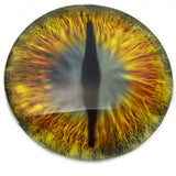 Gold and Teal Green Dragon Glass Eyes