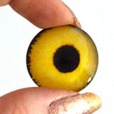 Yellow Sparrow Hawk Goshawk Glass Eyes