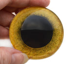 Large Yellow Owl Eyes