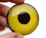 Yellow sparrow hawk glass eyes