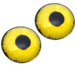 Yellow sparrow hawk glass eyes