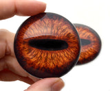 Amber Steer Animal Eyes