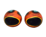 High Domed Coral Grouper Glass Fish Eyes