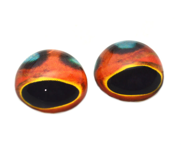 High Domed Coral Grouper Glass Fish Eyes
