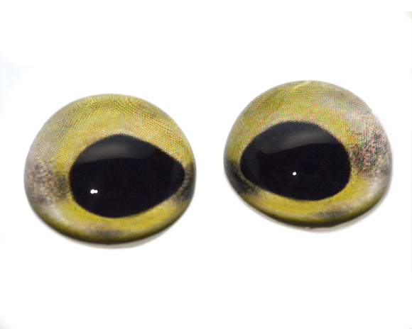 High Domed Rainbow Trout Fish Glass Eyes