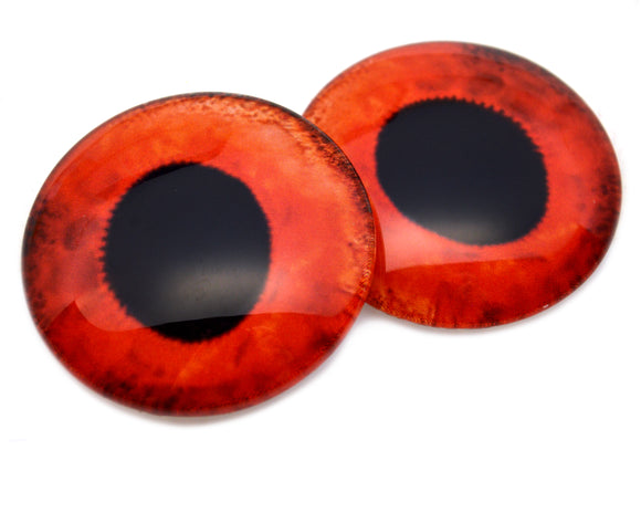 Red Hogfish Glass Eyes
