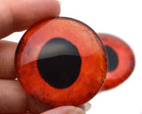 Red Hogfish Glass Eyes