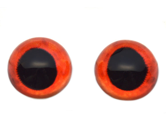 High Domed Red Hogfish Glass Eyes