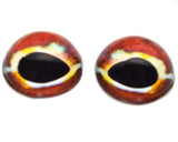High Domed Striped Triplefin Red Fish Glass Eyes