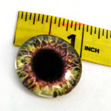 1 inch Brown and Cream Human Glass Eyes