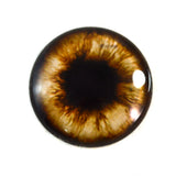 Brown Teddy Bear Glass Eye