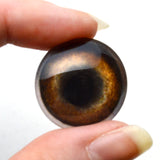 Medium Brown Dog Glass Eye