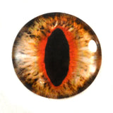 Orange Cat or Dragon Glass Eyes