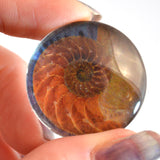 Sea Shell Animated Mermaid Glass Eye