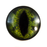 Green Alligator Glass Eye