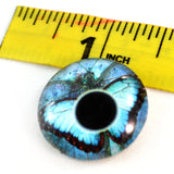 blue butterfly glass eye