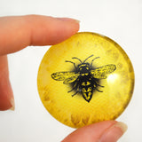 Bright Yellow Honey Bee Eye Cabochon