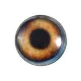 brown dog glass eye