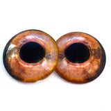 Wild fish glass eyes